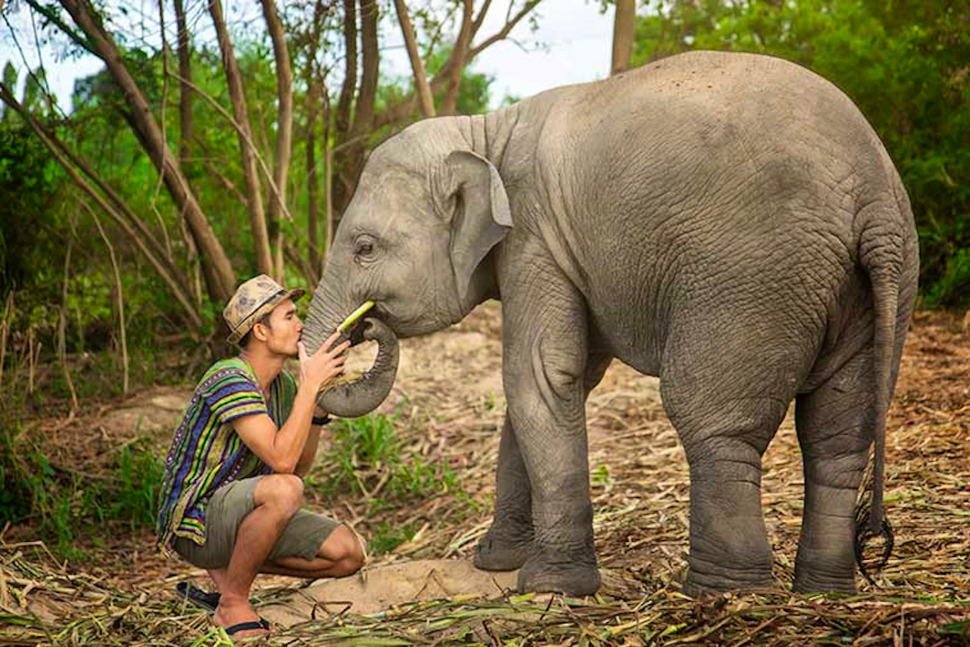 Elephant Jungle Sanctuary Tickets, Pattaya Price